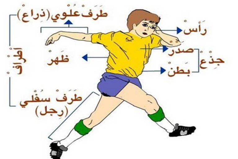bahasa arab anggota tubuh