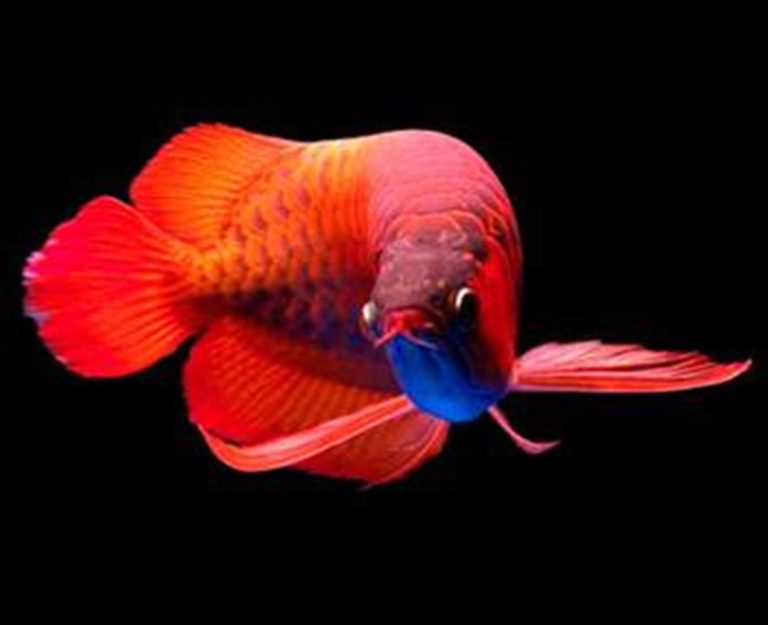 Arwana Super Red - Cara Budidaya Ikan Hias Air Tawar Terlengkap
