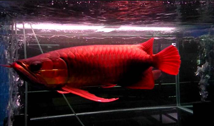 Arwana Super Red - Cara Budidaya Ikan Hias Air Tawar Terlengkap