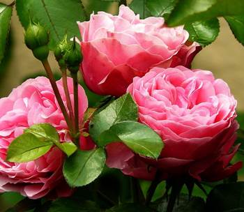 10 Cara Merawat Bunga Mawar Agar Berbunga Lebat Diedit Com