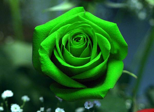 12 Arti Bunga  Mawar Berdasarkan Warna  dan Jumlah 