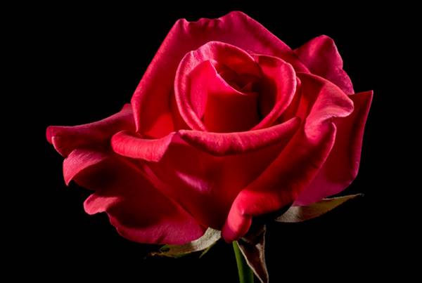 12 Arti Bunga Mawar Berdasarkan Warna Dan Jumlah Tangkainya Diedit Com