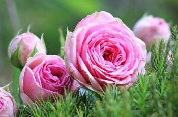 10 Cara Merawat Bunga Mawar Agar Berbunga Lebat Diedit Com