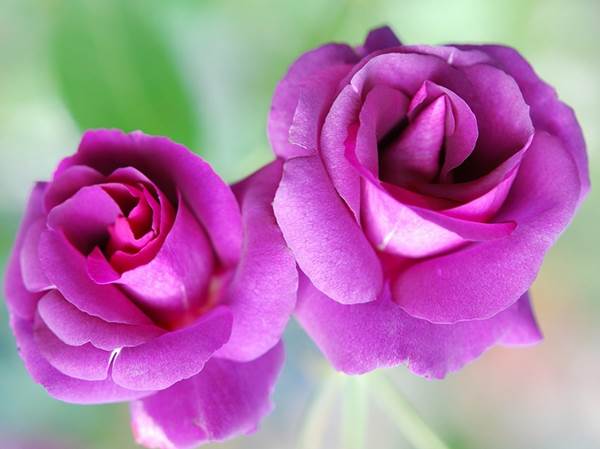 12 Arti Bunga Mawar  Berdasarkan Warna dan Jumlah 