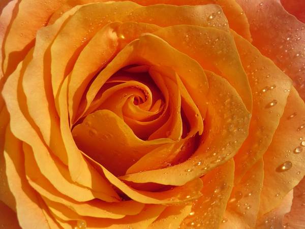 12 Arti Bunga Mawar Berdasarkan Warna  dan Jumlah 