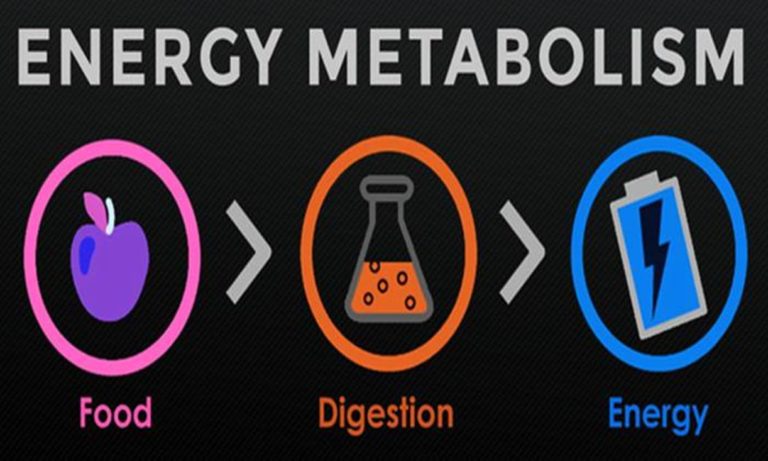metabolisme tubuh