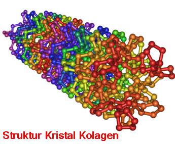 struktur kolagen