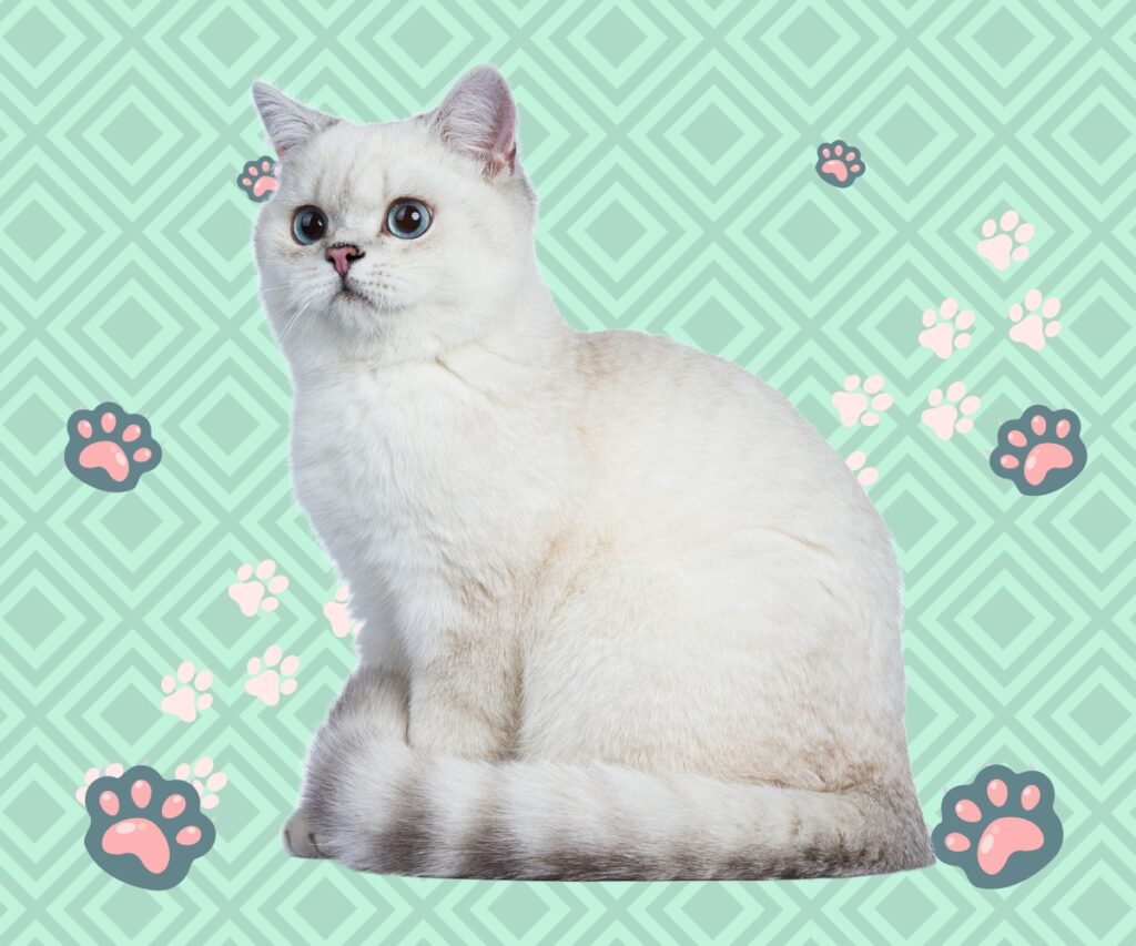 nama kucing betina putih