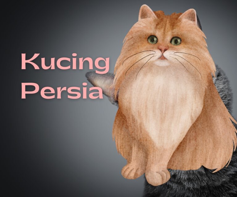nama kucing persia